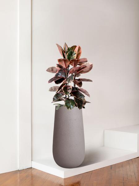 Ruby Rubber Tree
