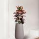 Ruby Rubber Tree