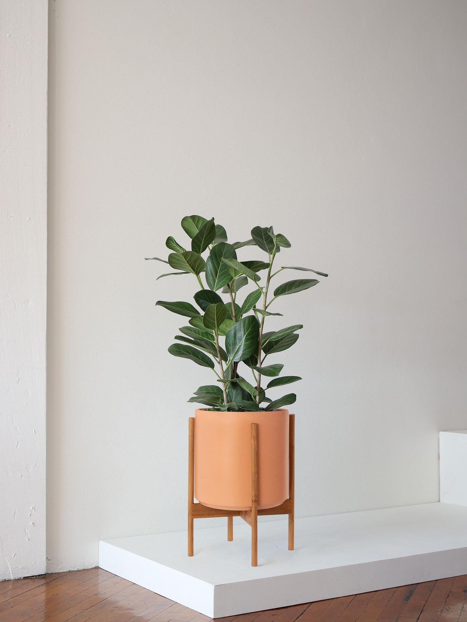 Ficus Audrey