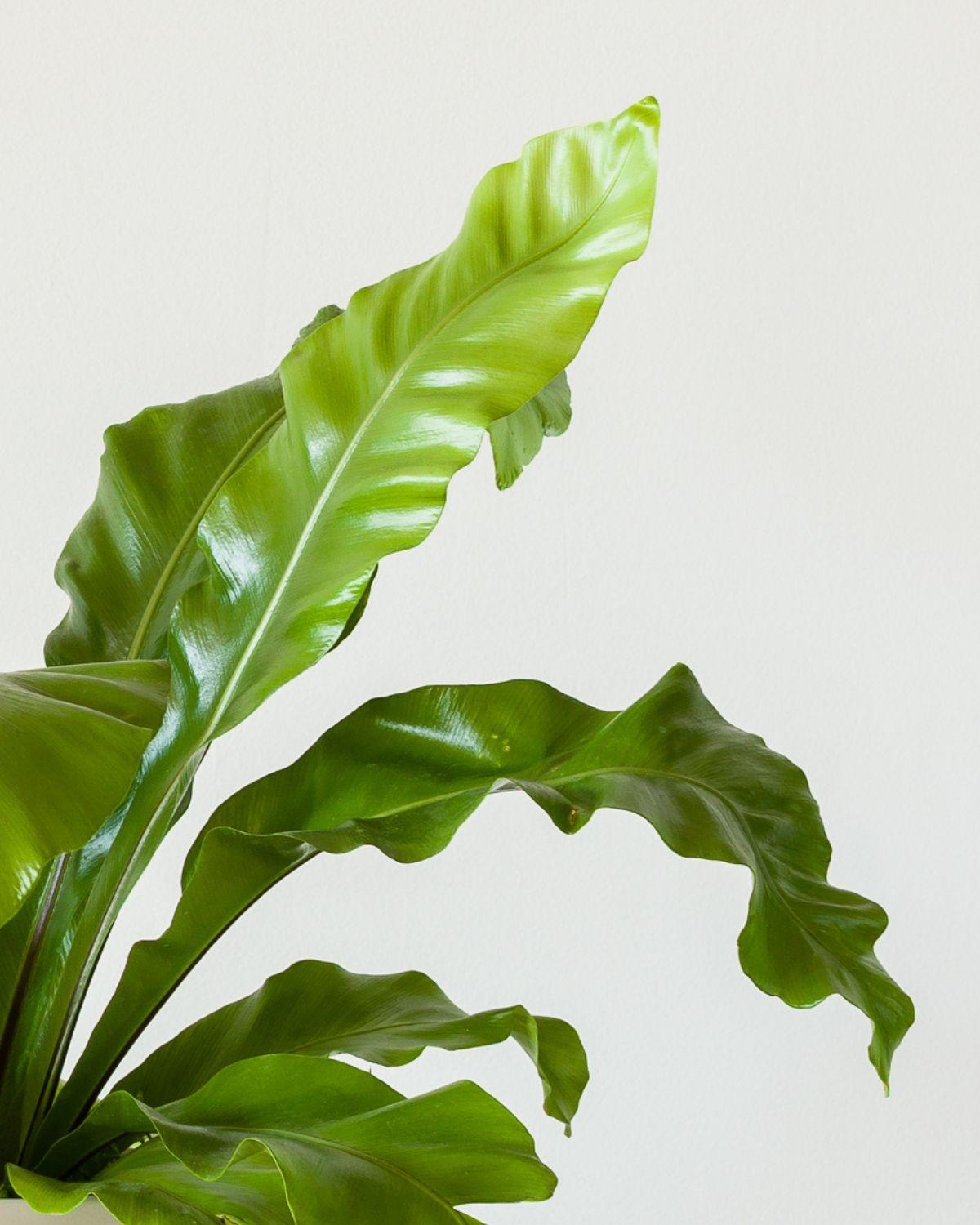 Bird's Nest Fern
