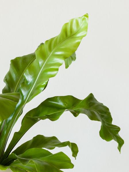 Bird's Nest Fern