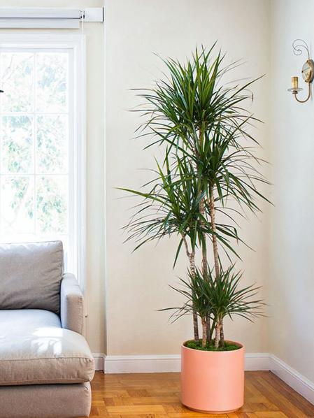 Dragon Tree