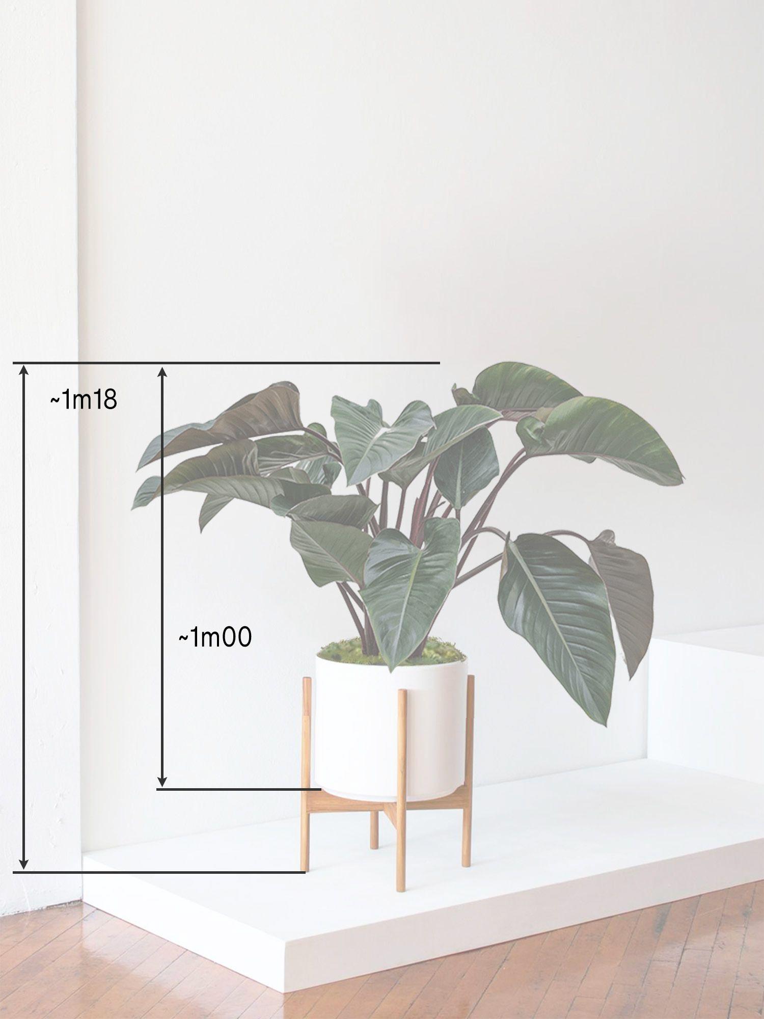 Philodendron Red Beauty