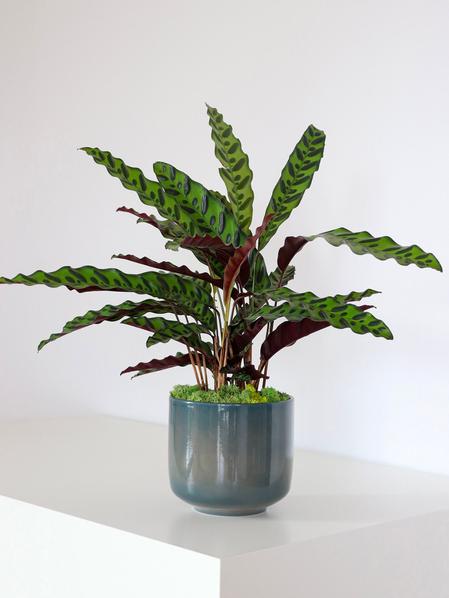 Calathea Paon de Rio