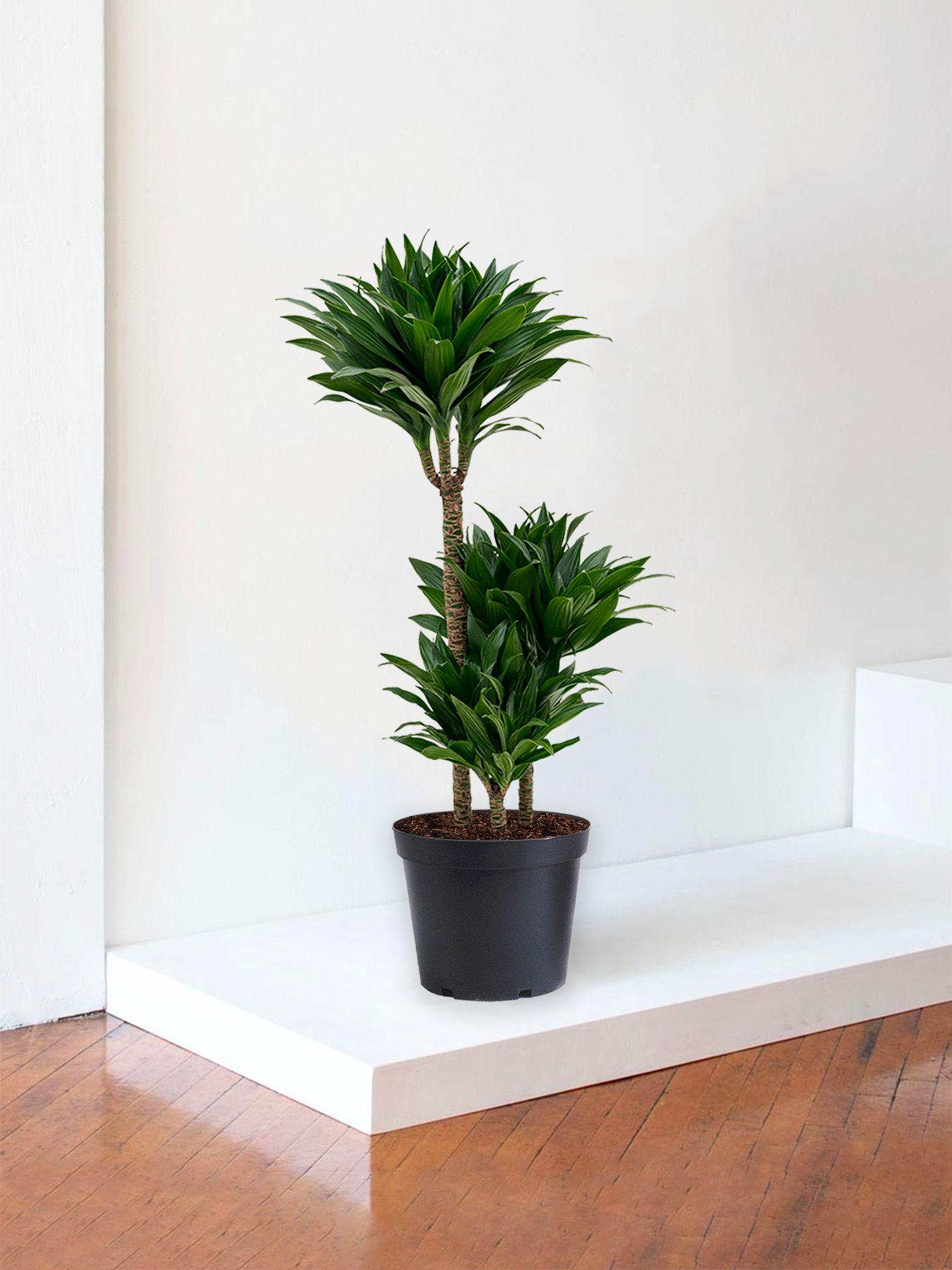 Dracaena Fragrans Compacta