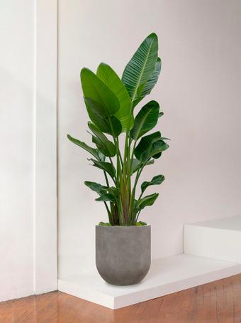 indoor plants picture