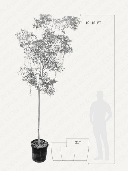 Black Olive Tree