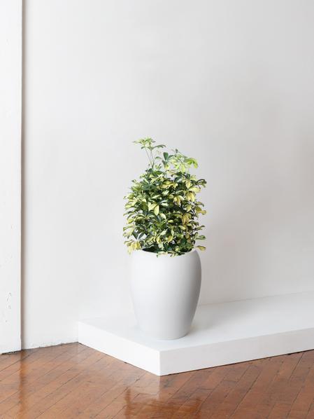 Schefflera Gold Capella