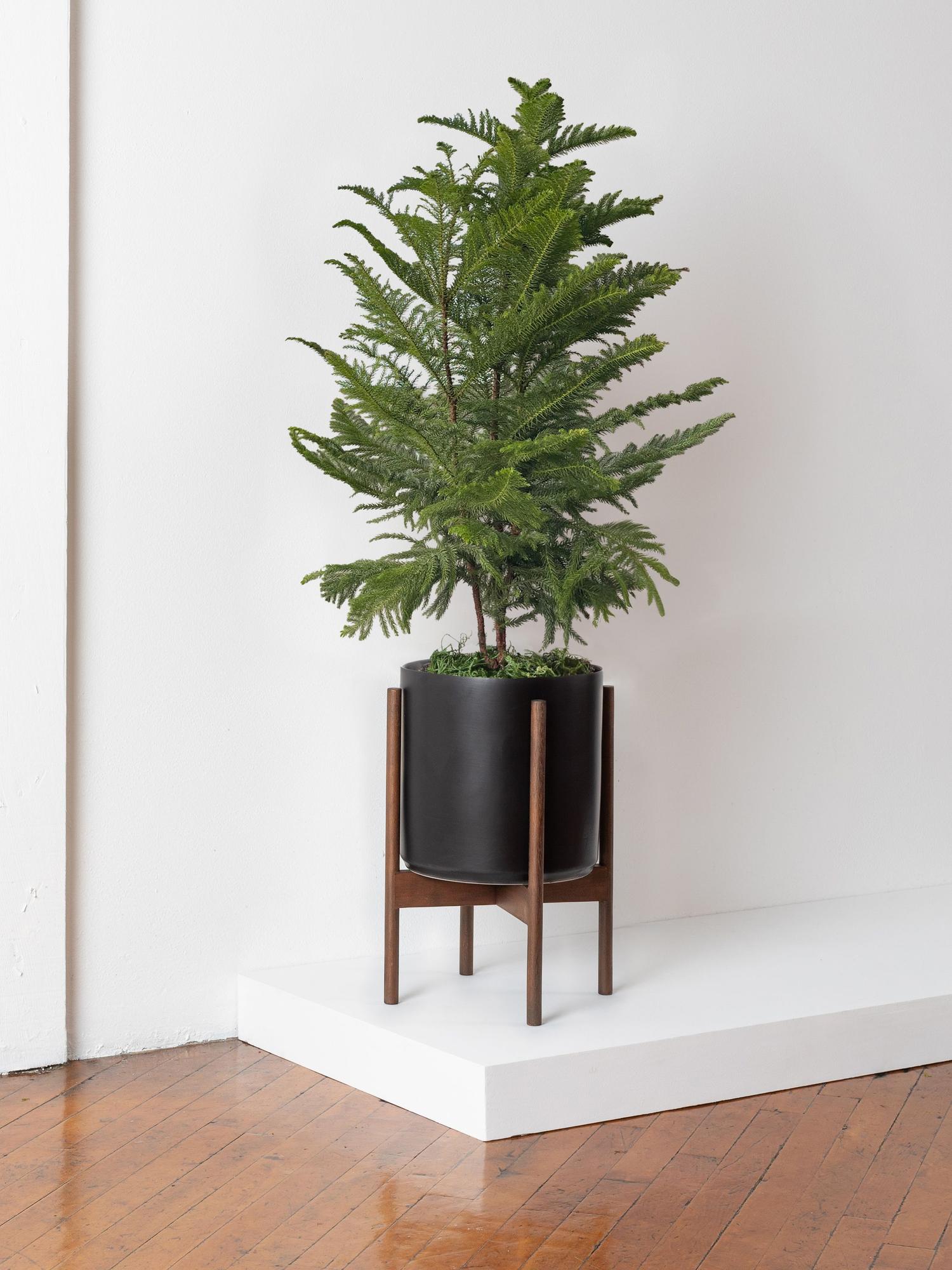 pine  Lowe's 3.25-Gallons Insignificant Shade Slash Pine in the
