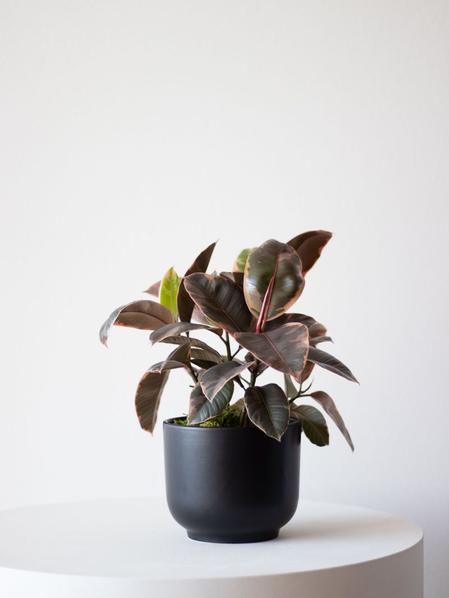 Ruby Ficus