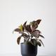 Ruby Rubber Plant