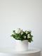 Snowdrop Calandiva