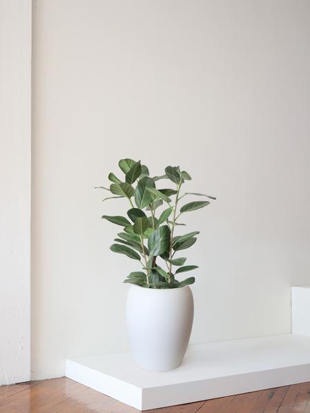 Ficus Audrey