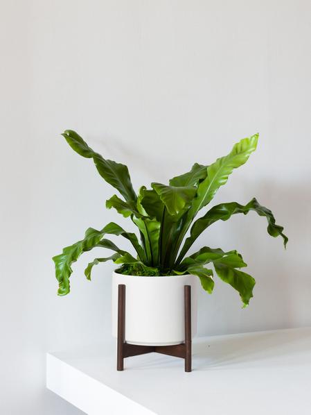 Bird's Nest Fern