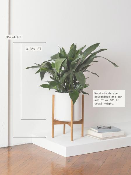 Cast Iron Plant