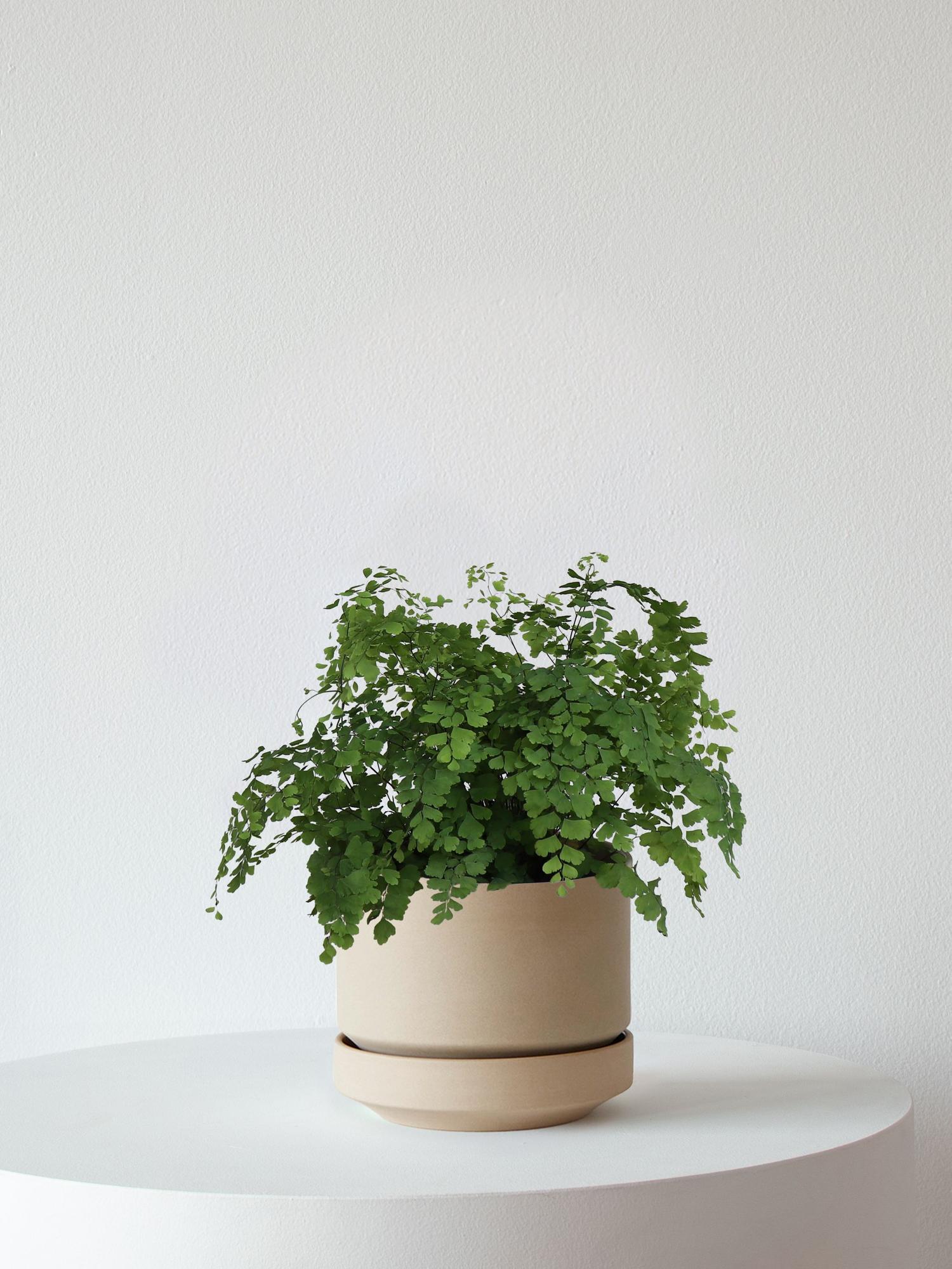 Maidenhair Fern