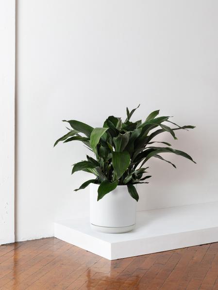 Cast Iron Plant