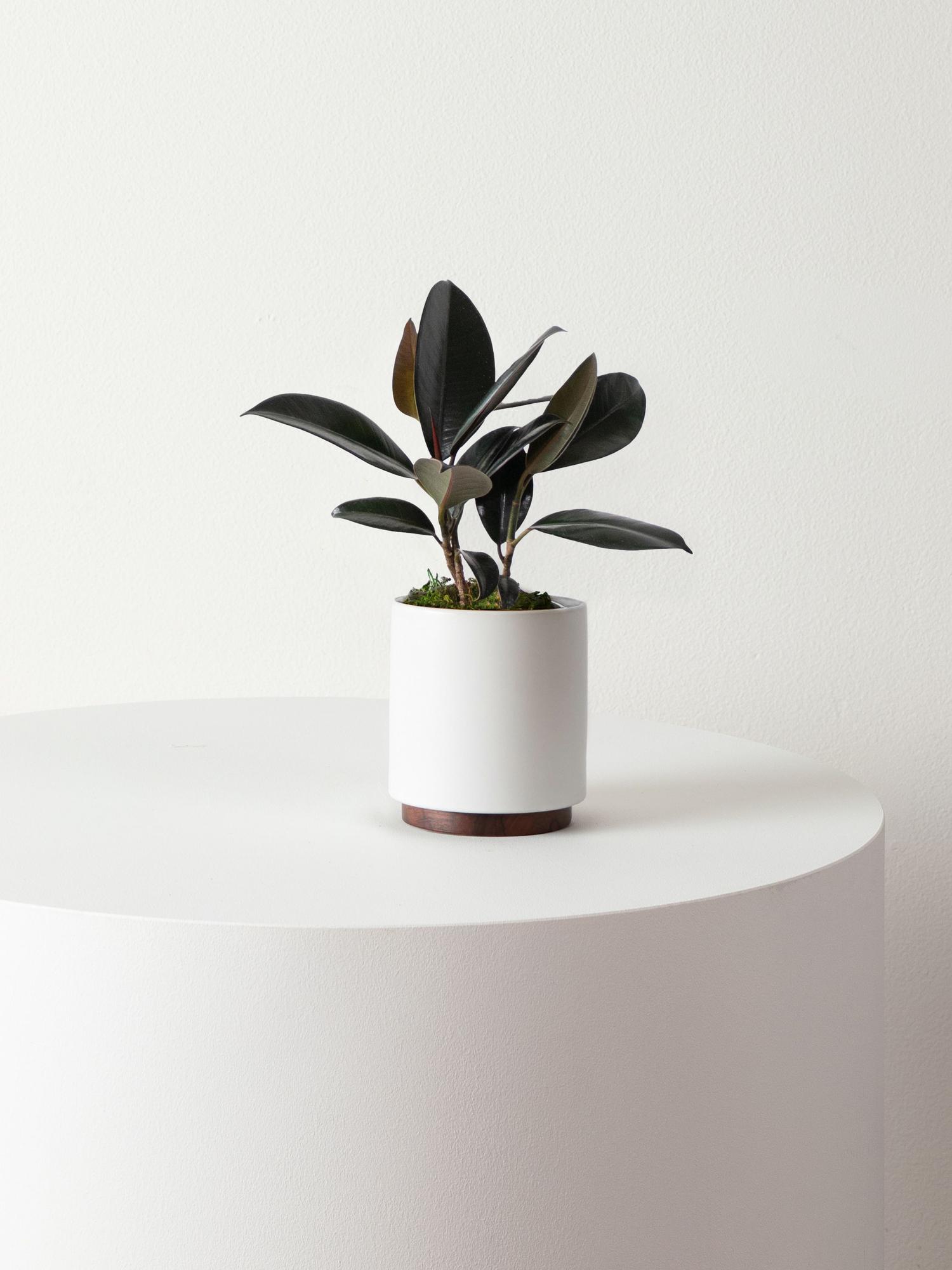 Rubber Plant - Coral Ceramic