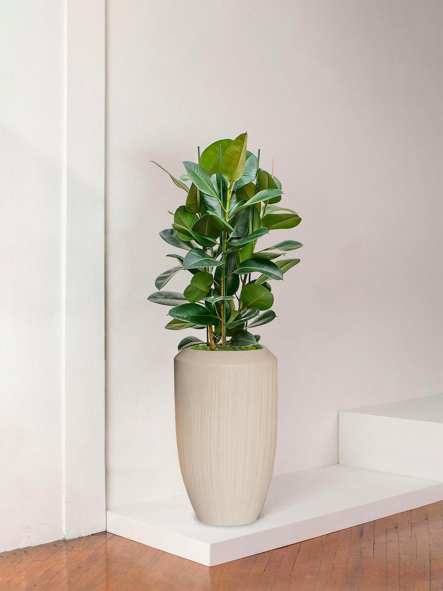 Ficus Elastica Robusta