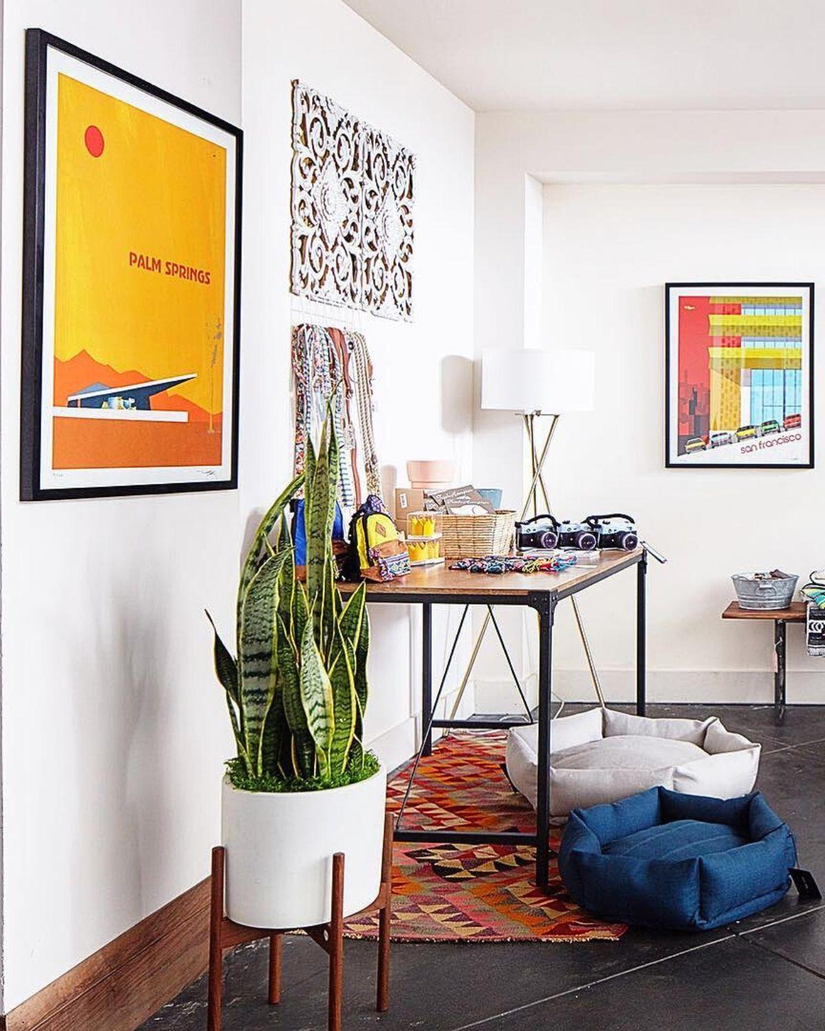 Snake Plant Laurentii