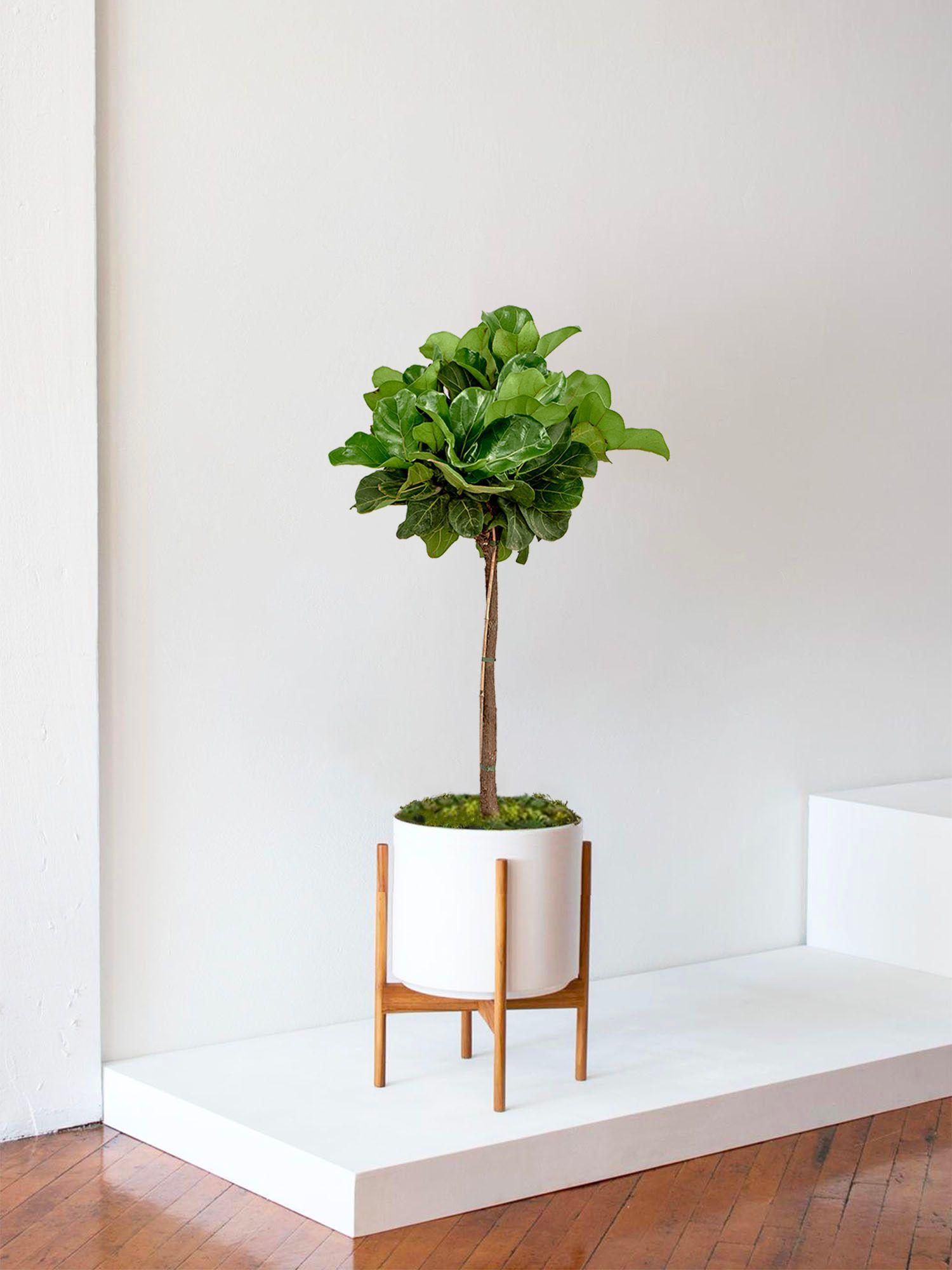 Fiddle Leaf Fig Tree 