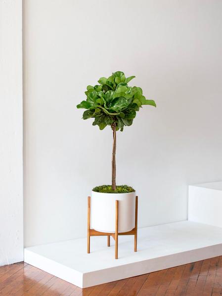 Fiddle Leaf Fig Tree