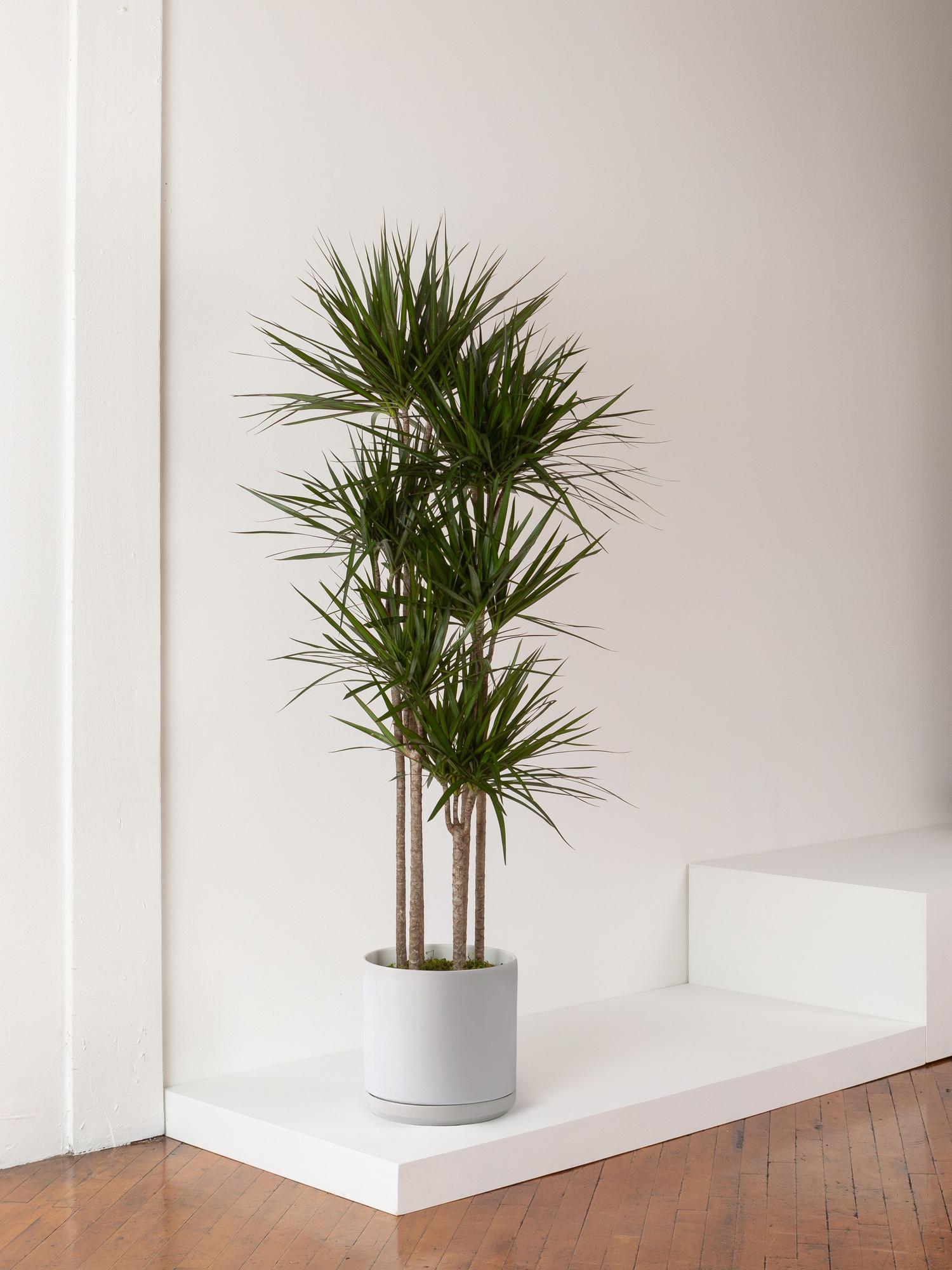 Dragon Tree