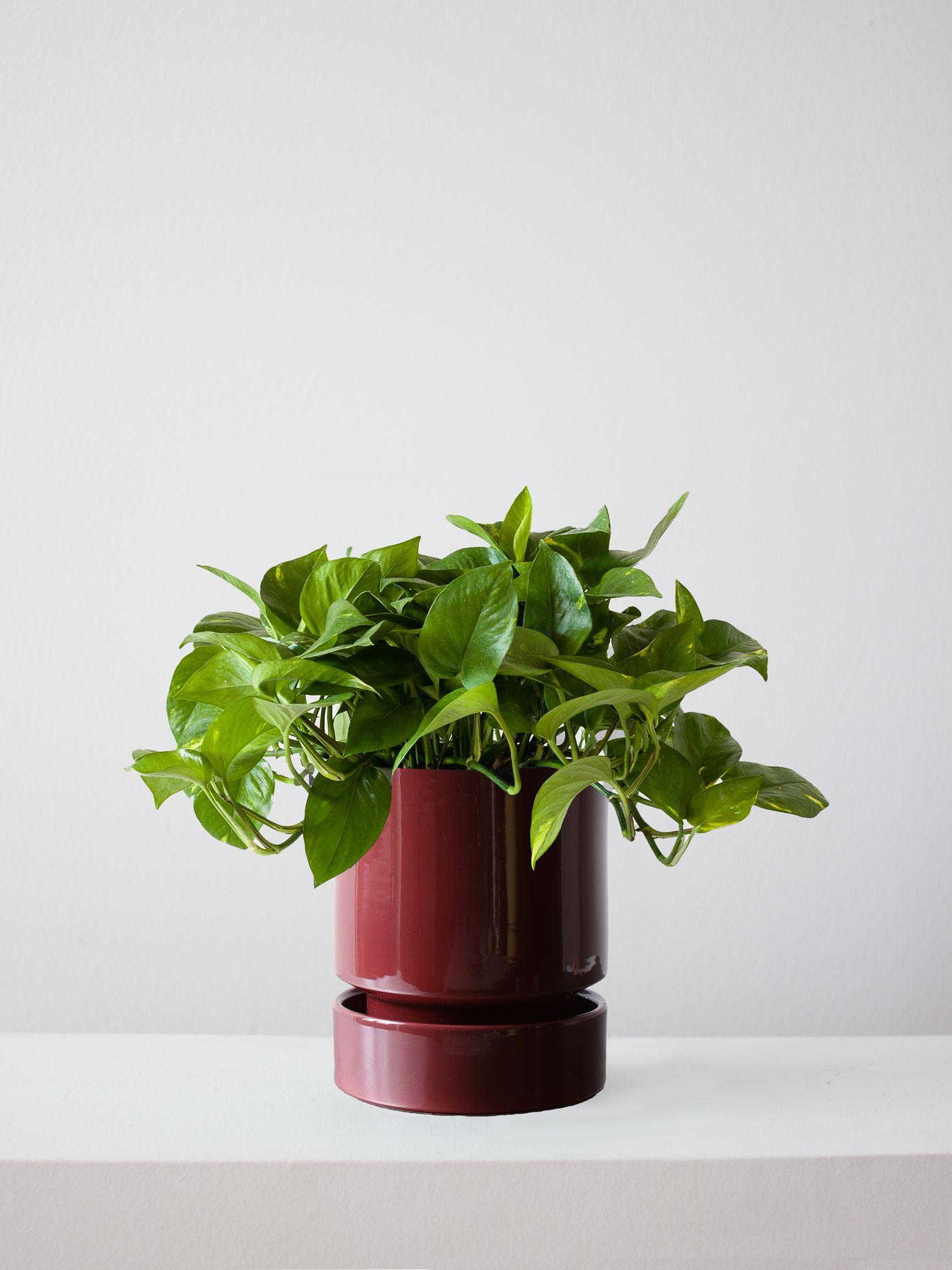 Cascading Pothos