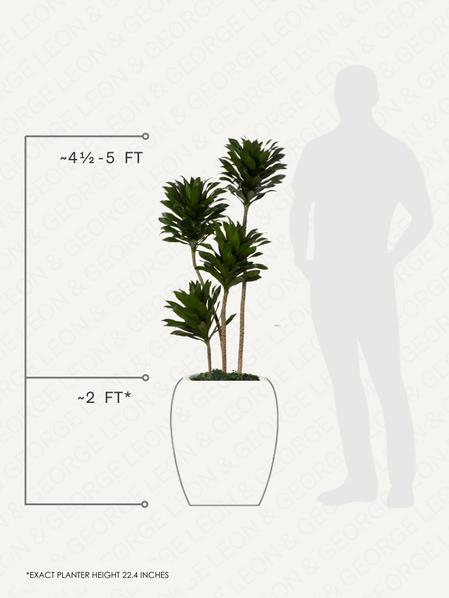 Dracaena Compacta