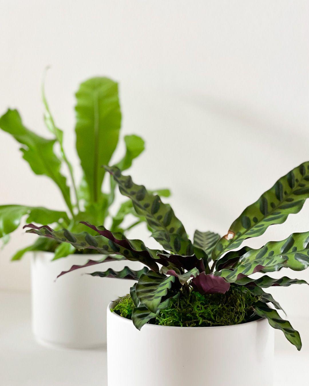 Rattlesnake & Bird’s Nest Duo