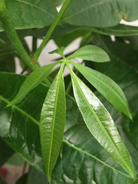 Braided Money Tree