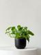 Cascading Pothos