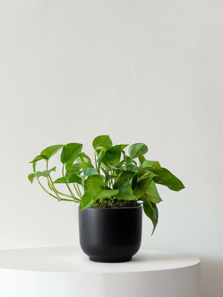 Cascading Pothos