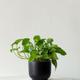 Cascading Pothos