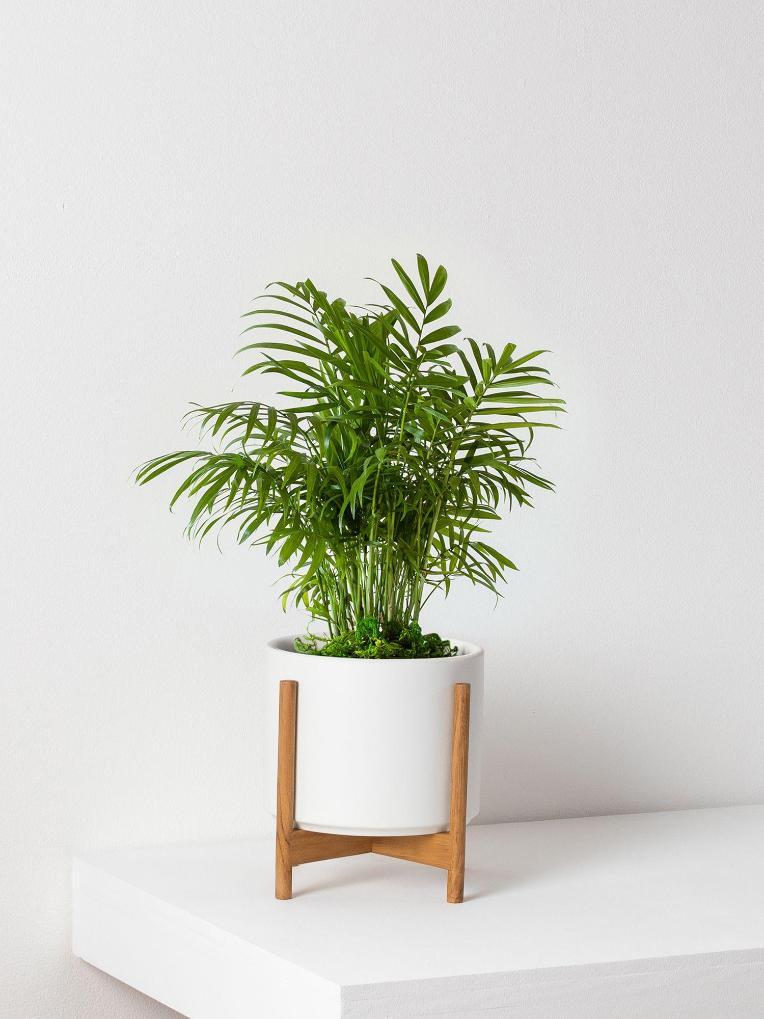 Parlor Palm - White Ceramic & Light Stand