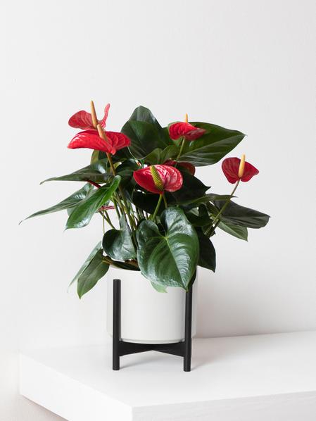 King of Hearts Anthurium