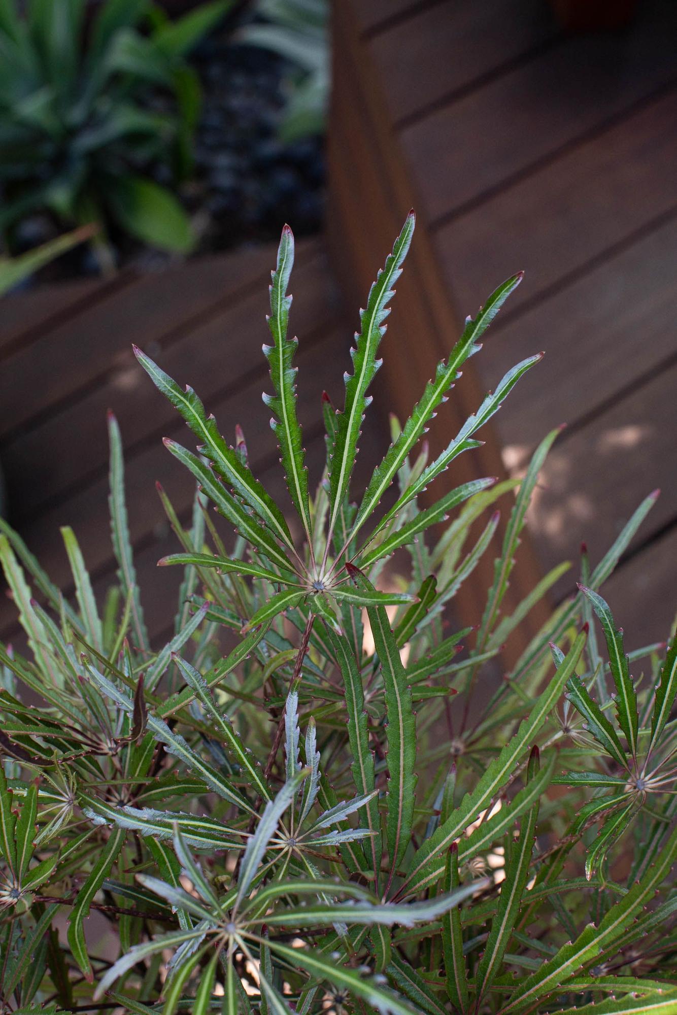 False Aralia - Nouvelle Large (3.5 ft tall) + Nouvelle Pot | Lon & George
