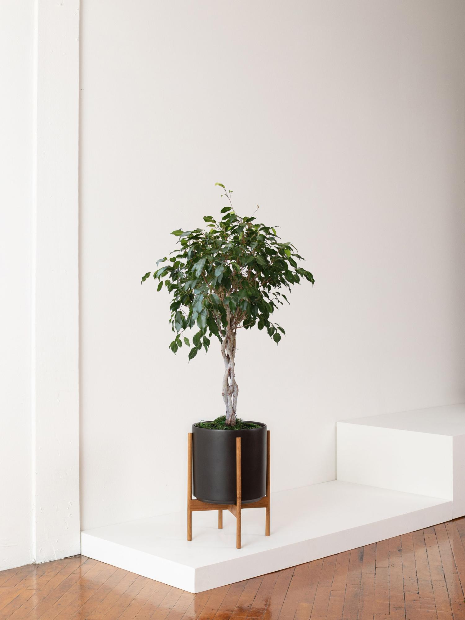 Ficus Benjamina