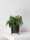 Maidenhair Fern
