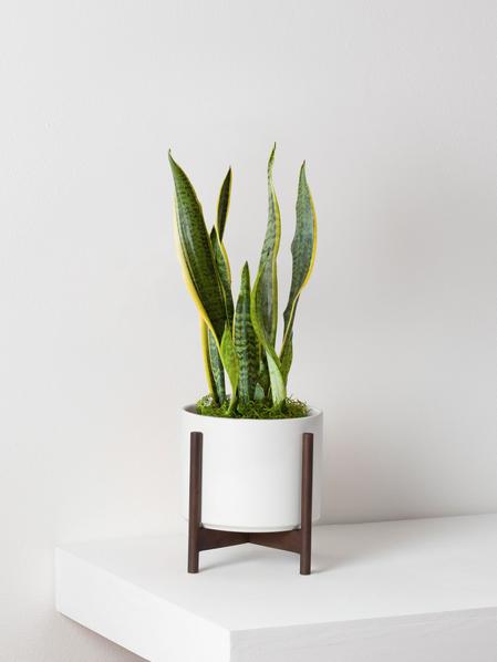 Snake Plant Laurentii