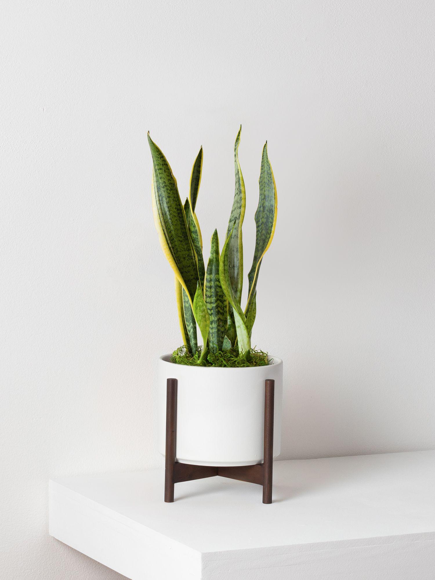 self-watering elevated planter HighRise Self-Watering Planter main image 0