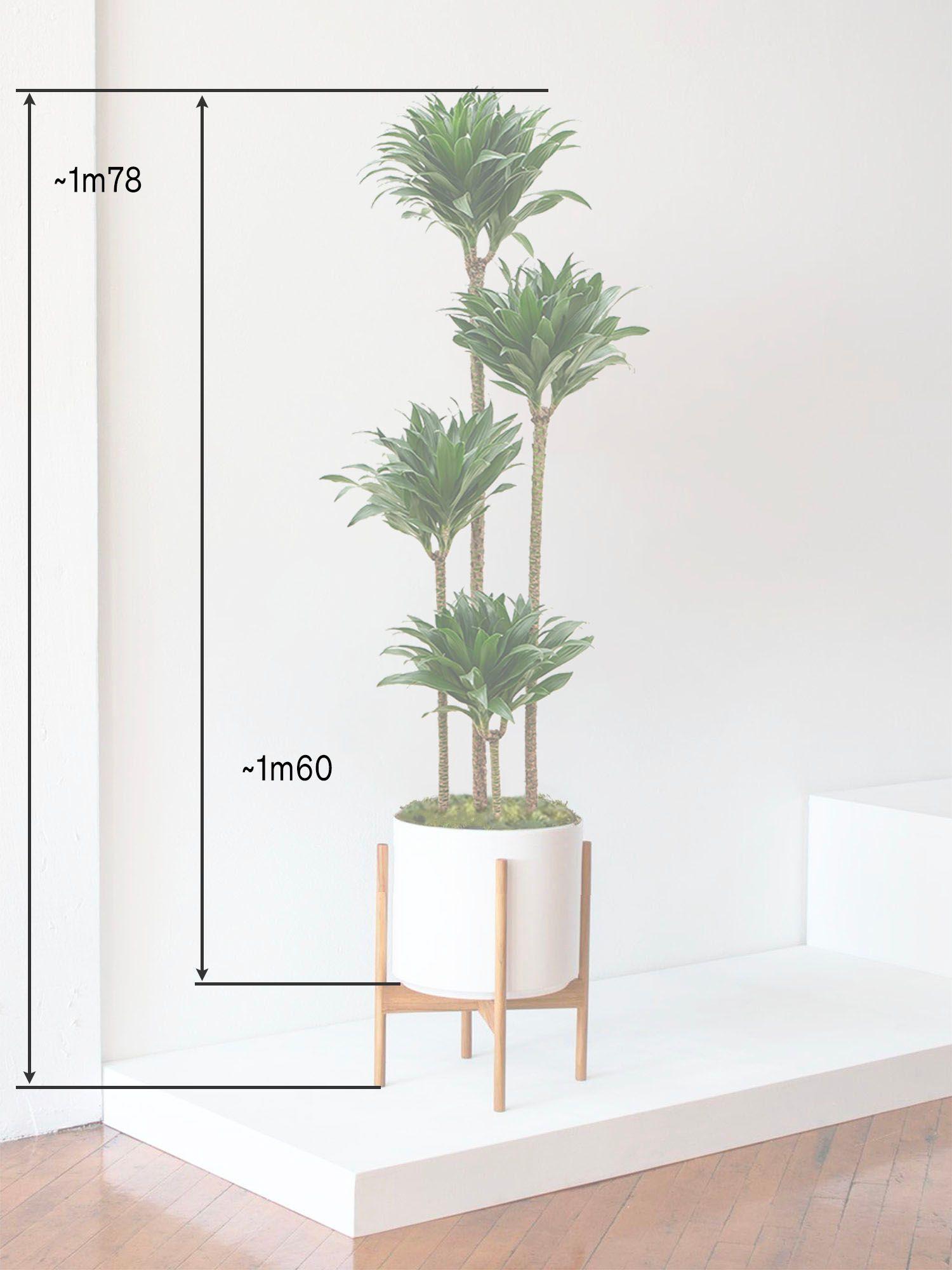 Dracaena Fragrans Compacta