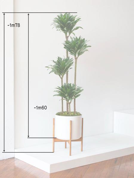 Dracaena Fragrans Compacta