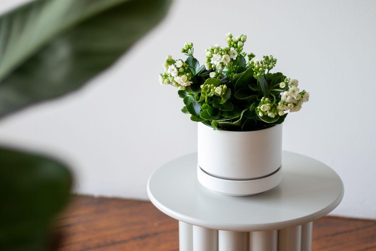 Snowdrop Calandiva - Medium