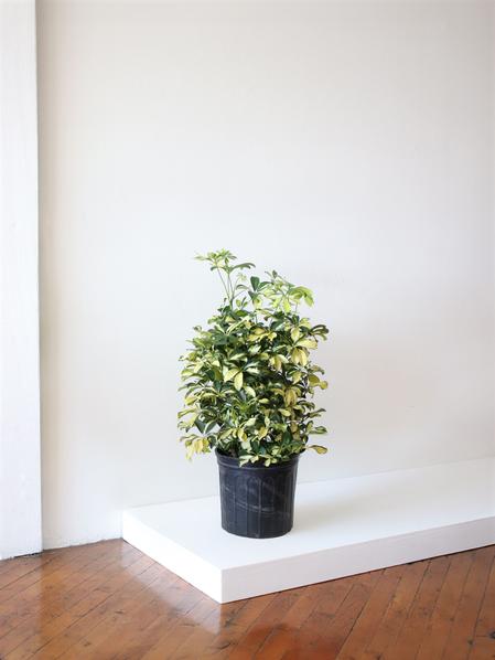 Schefflera Tree Gold Capella