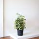 Schefflera Gold Capella