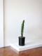 Jade Cactus