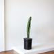 Jade Cactus
