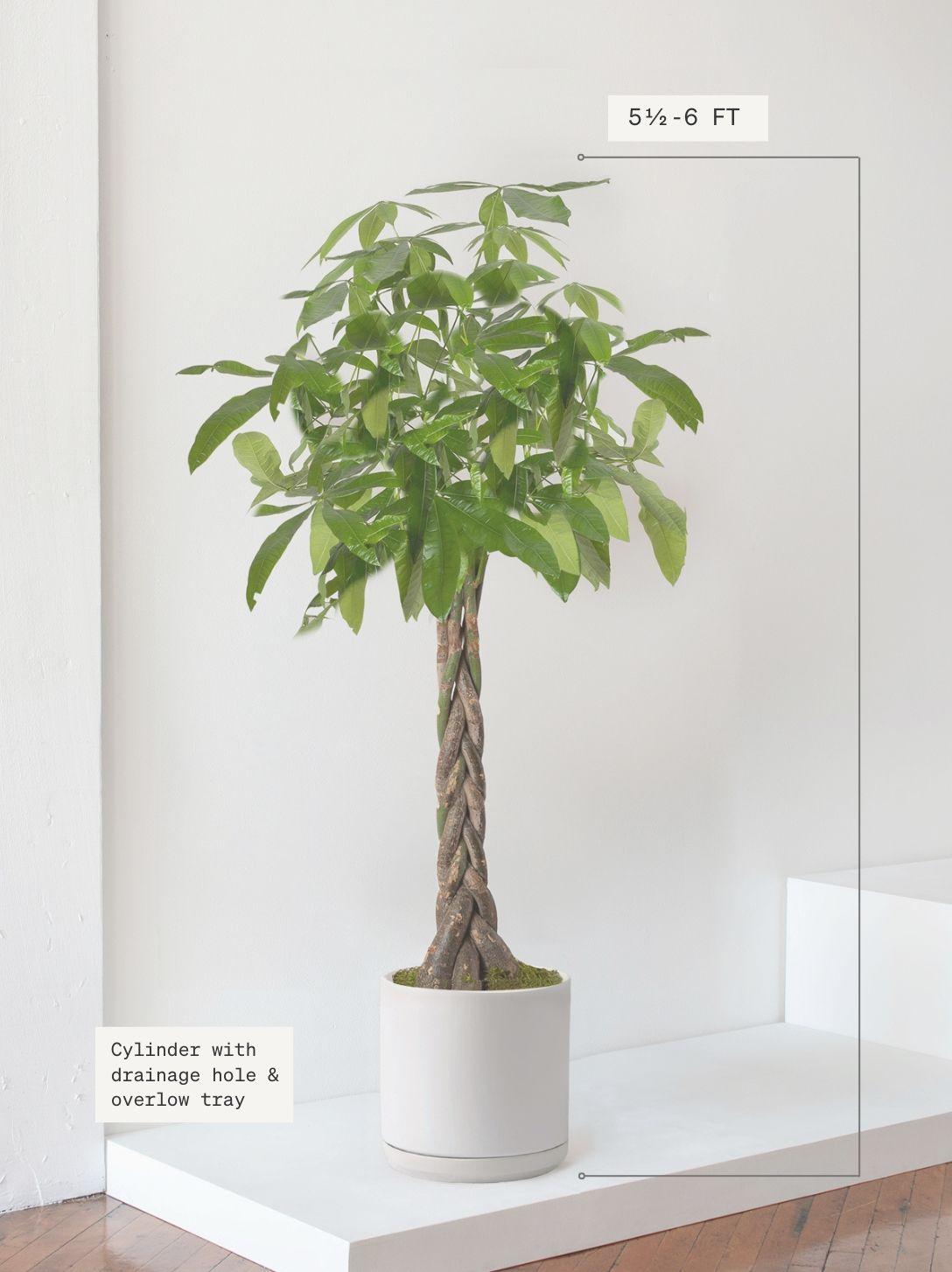 Braided Money Tree
