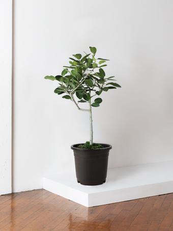 indoor plants picture